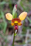 Diuris orientis Wallflower Orchid
